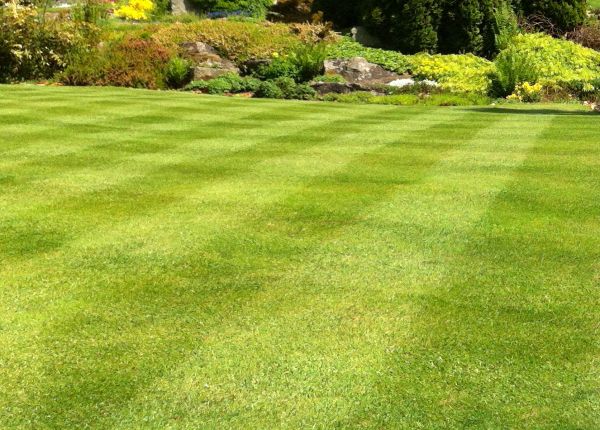 Commercial Grass Cutting in Conyers