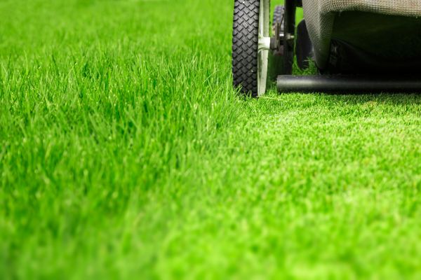 Cost of Weekly Lawn Care in Conyers